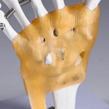 кистевой: Макет "Кистевой сустав человека" 22*12см — 3