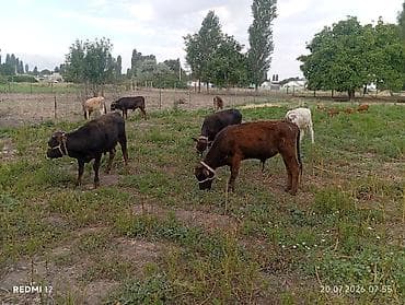 Сатам | Музоо | Аргын | Бордоп семиртүү үчүн | Байланган — 1