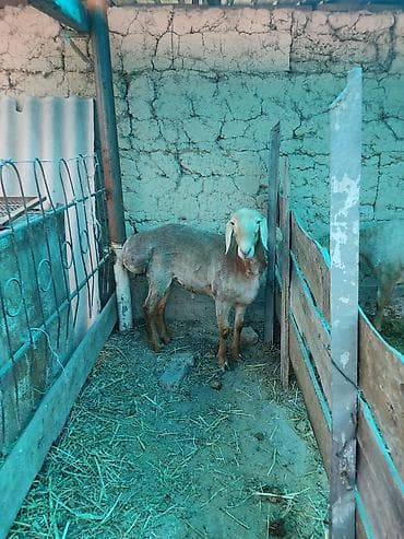 Айыл-чарба жаныбарлары: Сатам | Ургаачы кой (ургаачы) — 4