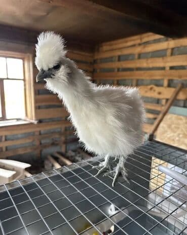 индюки биг 6: Продам шелков — 3