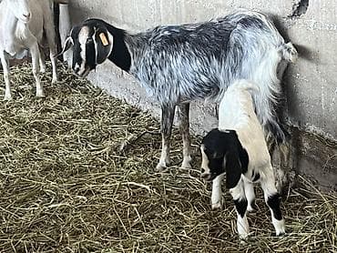 отдаю котят: Продаю | Коза (самка), Козлёнок | Зааненская, Битал — 3