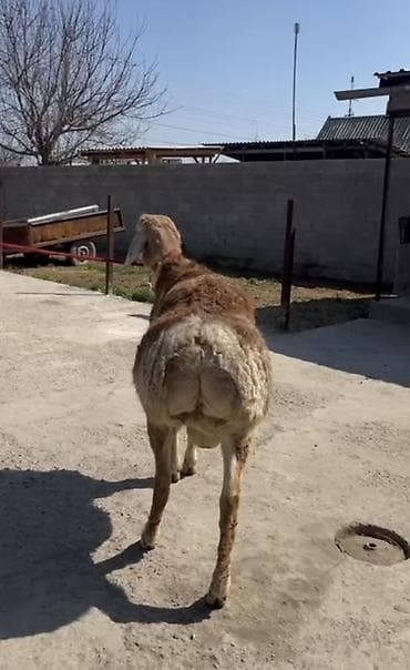 американский булли: Продаю | Баран (самец) | Для разведения — 3