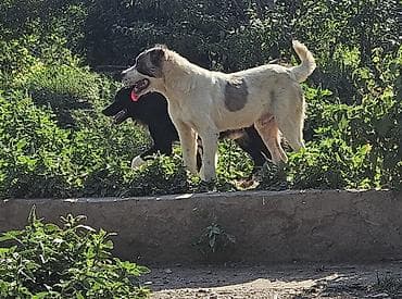 щенки алобая: Алабай, 5 месяцев, Самец, С прививкой — 3