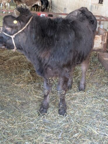 бычки ангусы: Продаю | Бык (самец) | Швицкая | На откорм — 4