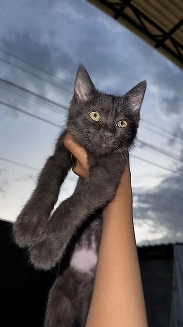 кошка котёнок: 🩷🩷Милый котик ищет дом и любищего хозяина🩷🩷🩷 Очаровательный чёрный — 1