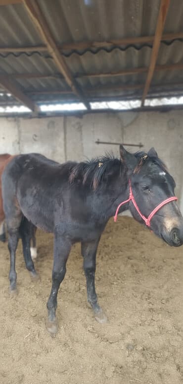 дом попугая: Продаю | Жеребенок | Рабочий — 3