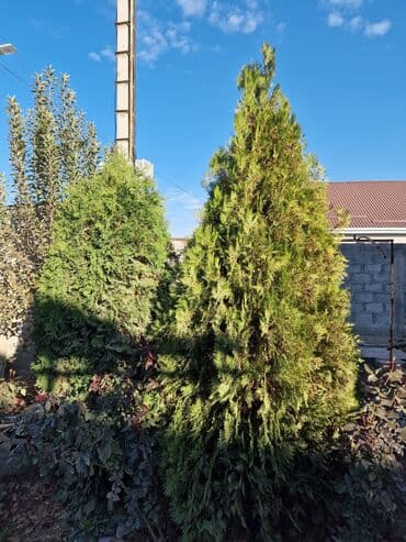 Садовые инструменты и инвентарь: Туя для озеленения участка - Порода: туя (вероятно западная — 2