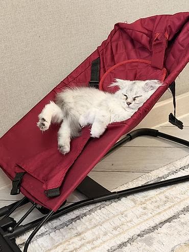 Породистая длинношёрстная кошка серебристого окраса (сильвер — 8
