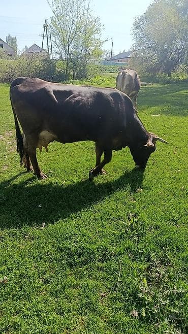Продам с/х животных: Продаю | Корова (самка) | Для молока — 1