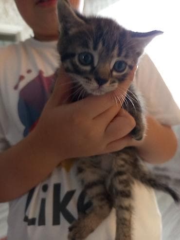 кошка котёнок: Мальчик, Приучена к лотку — 2