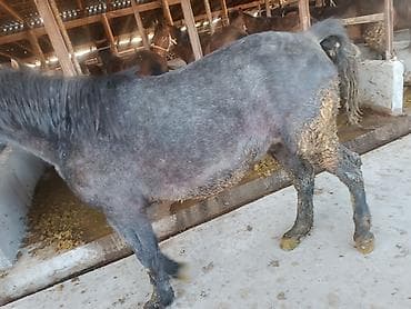 голуби птицы: Продаю | Кобыла (самка) | Для разведения — 10