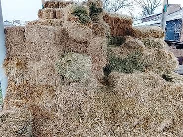 А/ч жаныбарлары үчүн тоюттар: Сено в тюках - Тюки прямоугольные, прессованные, удобные для — 2