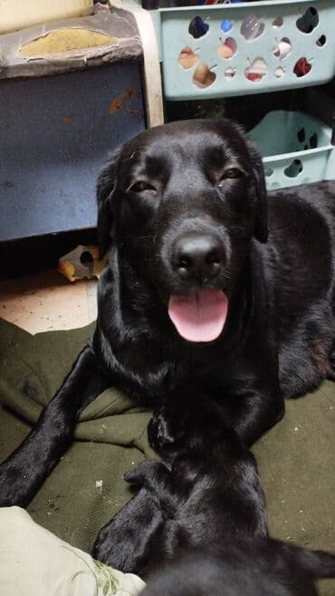 чистокровный алабай цена: Лабрадор-ретривер, 2 месяца, Самка — 3