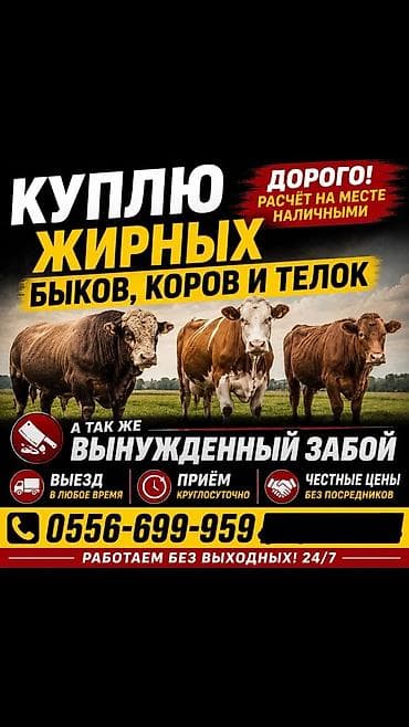 Покупка откормленных быков, коров и тёлок. Также выполняем вынужденный