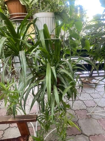 растения для аквариума: Хлорофитум (зелёная форма) в подвесном/напольном горшке. - Пышная — 1