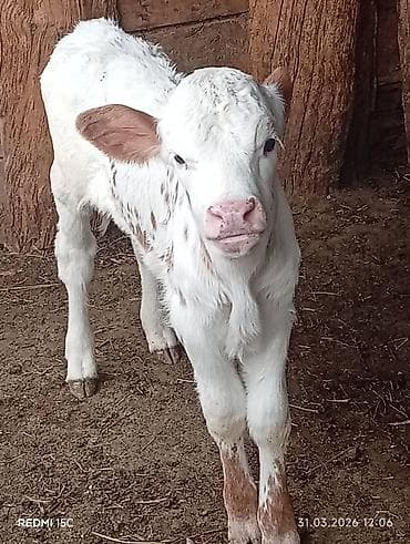 голштин телка: Продаю | Тёлка | На откорм — 2