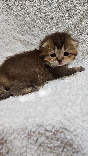 Продажа кошек: Шотландские котята (fold/straight) золотых окрасов готовы к раннему — 4