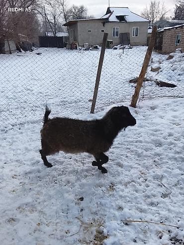 конь пони: Продаю | Овца (самка) | Для разведения | Матка — 5