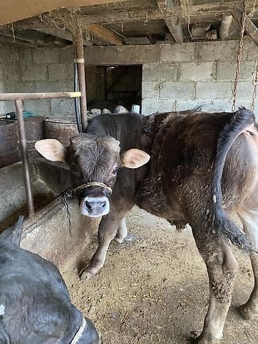 монбельярд цена: Продаю | Бык (самец) | На откорм | Привязанные — 4