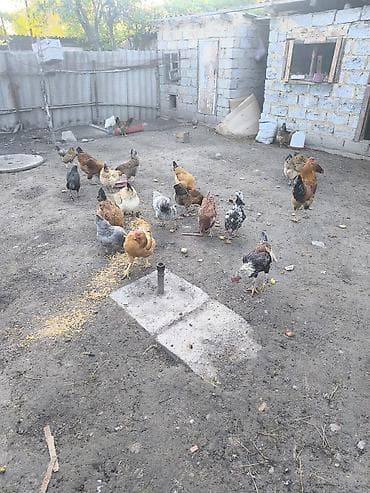 кошка домашний: Продаю | Куры | Домашняя | Несушки — 3