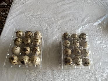 Перепелиные яйца в пластиковых контейнерах 12 штук 60 сом Доставка