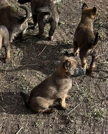 Щенки породы, бельгийской овчарки малинуа Описание: - Активные