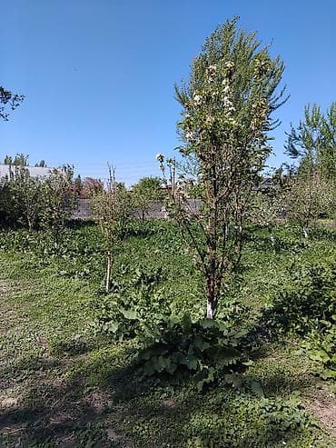 учас: Продаётся частный дом с большим участком и плодовым садом. - — 2