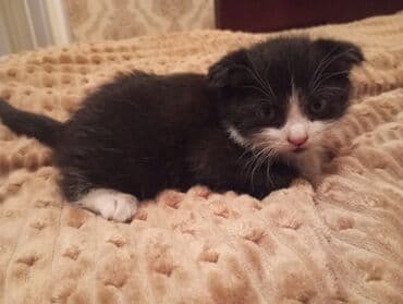 ак мышык: Скотиш Фолд (Шотландиялык шалпаң кулак), 2 айлык, Эркек, Аргын, Лотокко барууга үйрөтүлгөн, Курттардан тазаланган — 3