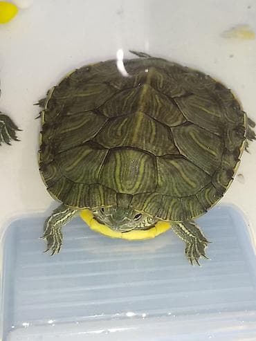 Башка жаныбарлар: Красноухая черепаха молодые особи. 6-7 см в наличии 6 шт - Небольшие — 3