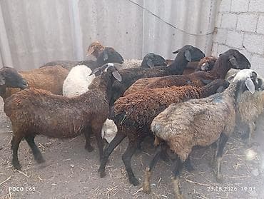 коротколапая кошка: Продаю | Овца (самка) | На забой | Ярка — 2