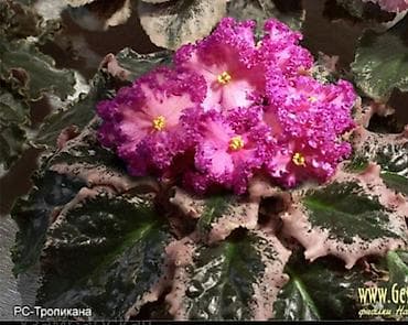круглый холст: Продаю цветущие и не цветущие фиалки 🌺🌺🌺 .Нахожусь в районе Тоголок — 8