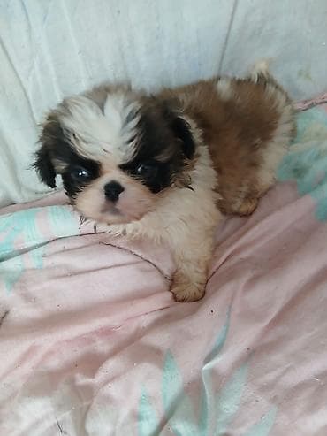 ит тайган: ШИКАРНЫЕ. ИМПЕРАТОРСКИЕ. ЩЕНКИ. ПЕКИНЕСОВ. ПЯТНАРИ. ТРИКОЛОР — 10