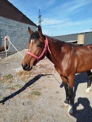 Продаю | Жеребец | Рабочий
