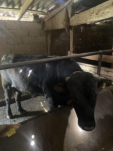 уй музо: Продаю | Бык (самец) | Ангус, Алатауская | На откорм | Племенные, Привязанные — 1