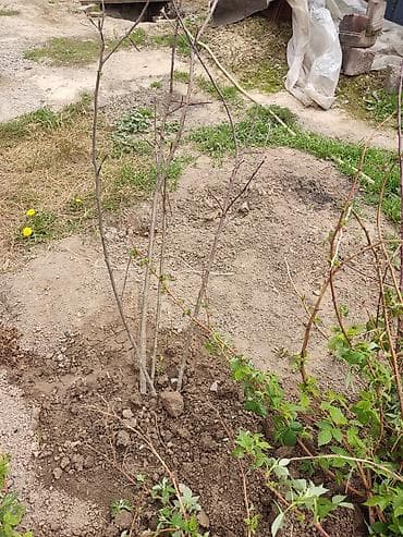 цветы петунья: Саженцы (яблоки, кара өрүк) — 2