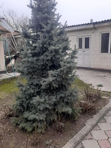 дерево: Ели декоративные для ландшафтного озеленения - Породы: ель колючая — 6