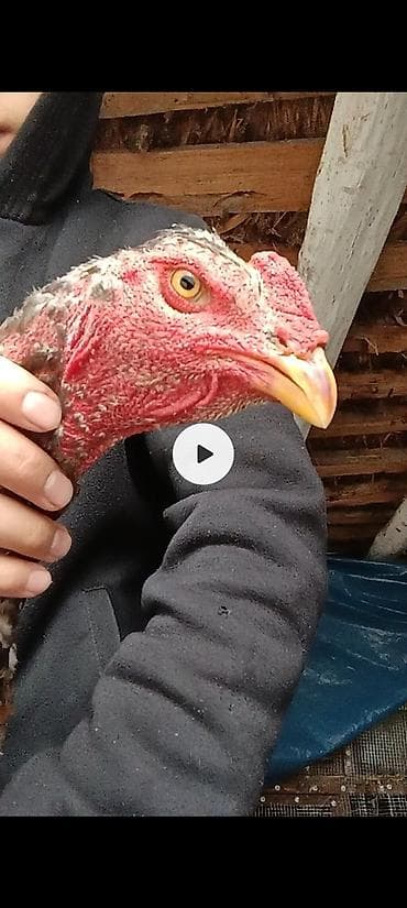 сова живая: Продаю | Петух | Бойцовая | Для разведения — 3