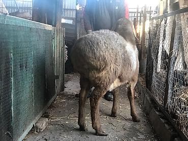 породистые: Продаю | Овца (самка) | Для разведения — 6