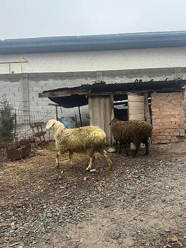 big 6: Продаю | Овца (самка) | Полукровка | Для разведения — 1