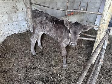 корова скот: Продаю | Корова (самка) | Для разведения | После отела — 1