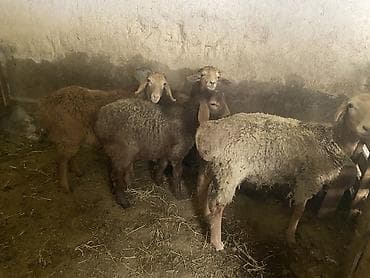 животные баран: Продаю | Ягненок | Полукровка, Арашан | На забой, Для разведения | Ярка — 6