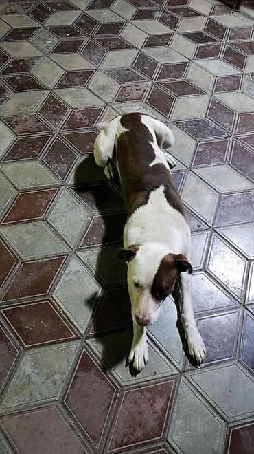 пит: Собака даром: Питбуль, 2 года, Самец, С родословной — 2