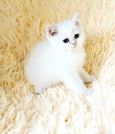 горные кошки: Скотиш Страйт (Шотландская прямоухая), 2 месяца, Девочка, Белый, Приучена к лотку — 3