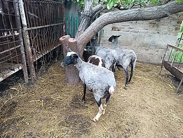 животные кошка: Продаю | Овца (самка) | Романовская | Для разведения — 7