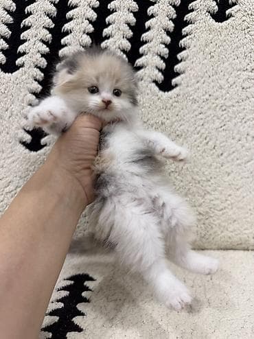 веслоухая кошка: Скотиш Фолд (Шотландская вислоухая), 1 месяц, Девочка, Приучена к лотку — 8