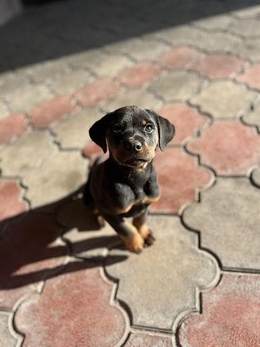 Ит кууту: | ИНДИВИДУАЛЬНАЯ ДРЕССИРОВКА СОБАК | ГАРАНТИЯ 100% Хотите, чтобы ваша — 5