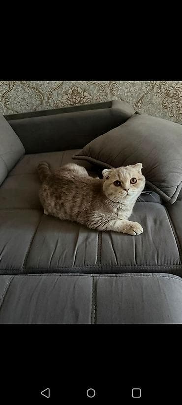 кошка пушистая: Шотландская вислоухая кошка (Scottish Fold) - Окрас: светло-серый с — 3