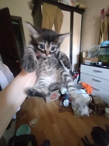Отдаём в добрые руки котят от домашней кошки. Описание: - Два