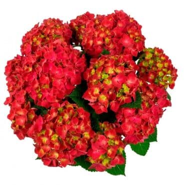 торнадер: Гортензия крупнолистная (макрофила) Хай® Торнадо (Hydrangea — 1