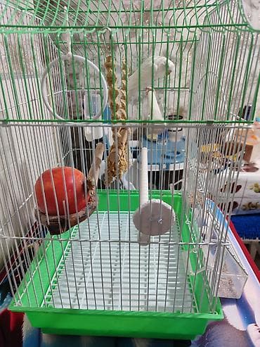 Аквариумдар: Клетка и волнистый попугай белого цвета (самка),спокойный не шумитне — 3